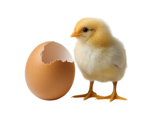 Fototapeta premium A chick emerging from an egg, isolated on a transparent background