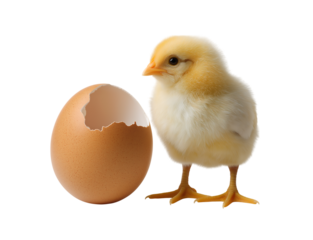A chick emerging from an egg, isolated on a transparent background