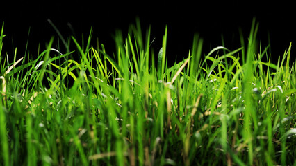 Vibrant green grass blades stand tall against a stark black backdrop, creating a striking contrast