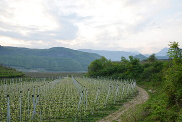 Fototapeta premium Weinanbau, Obstanbau, Südtirol