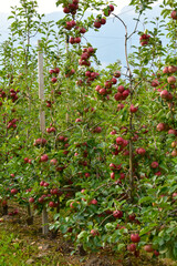 Apfelregion, Apfelanbaugebiet, Südtirol