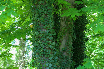Forest Trail Leading to Hidden Lake