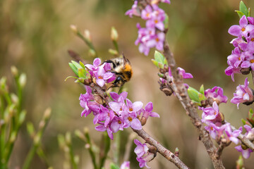 a bumblebee on a daphne on a mountain meadow at a spring day