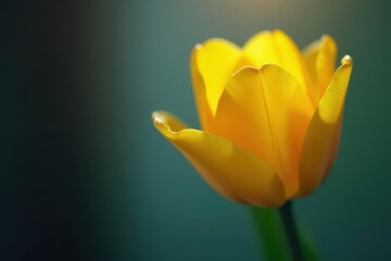 Candlelight casts warm glow on single yellow tulip  , warm,  candlelight, black