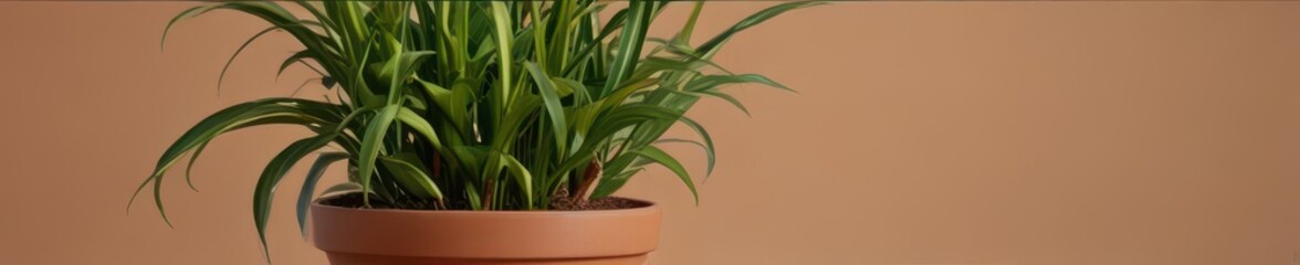 Obraz premium Charming terracotta pot with trailing inch plant and bright greenery adds a touch of nature to any space , trailing, plant, inch plant