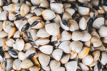background with fresh shells and clams. Shellfish mussels stall at seafood market in Asia in close-up