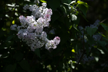 Light purple lilac flowers in partial shade