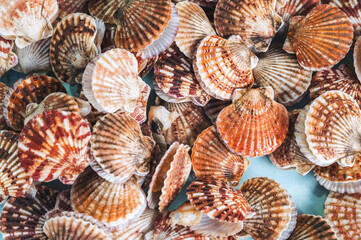 background with scallops. Edible seashells on the seafood market in Asia