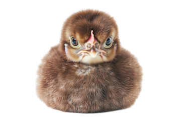 Intense chick with a feathery frown stares down the lens