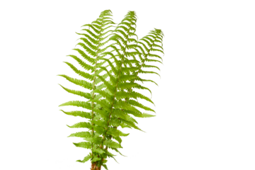 fresh green natural fern leaf isolated on white or transparent png