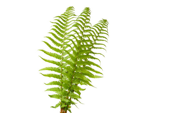 fresh green natural fern leaf isolated on white or transparent png