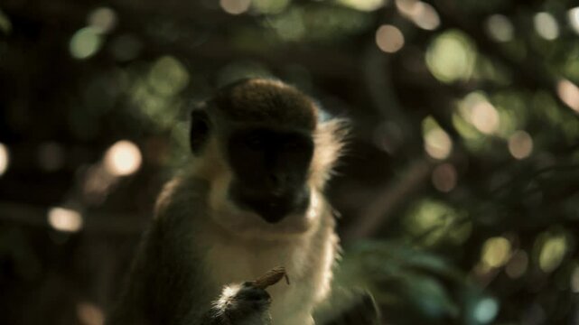 Ververt vert &agrave; beaux poils regarde en gros plan la cam&eacute;ra dans les yeux en macro en mangeant des cacahu&egrave;tes jet&eacute;s par des touristes europ&eacute;ens dans un parc zoologique de gambie (5)