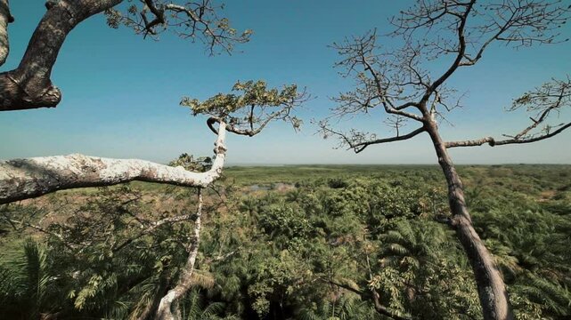 Panoramique a&eacute;rien depuis les hauteurs d&rsquo;un fromager g&eacute;ant, d&eacute;voilant la canop&eacute;e luxuriante de la for&ecirc;t tropicale en Casamance au S&eacute;n&eacute;gal, en pleine journ&eacute;e