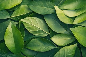 A close-up view of lush green leaves arranged in a natural pattern, showcasing variety and texture