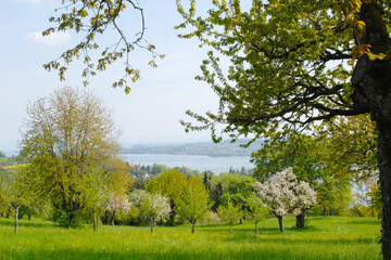 Obraz premium Obstbäume, Streuobst