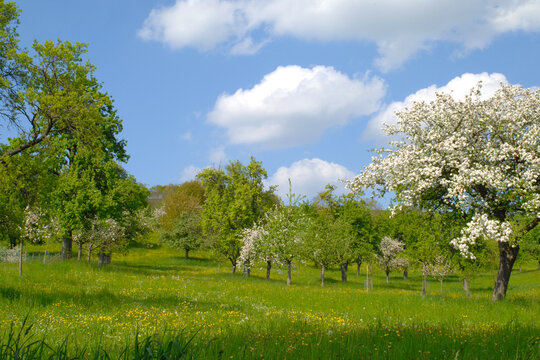 Obstb&auml;ume, Streuobst