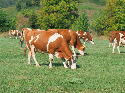 Brown and white cows grazing on a mountain meadow