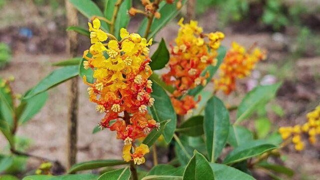 Byrsonima crassifolia