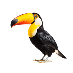 A vibrant toco toucan displays its colorful plumage and distinctive large bill against a pristine white backdrop in a captivating studio shot photograph today.