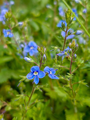 Bright Blue Veronica Flowers in a Natural Setting