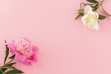 Beautiful bouquet of peonies on the pink background.