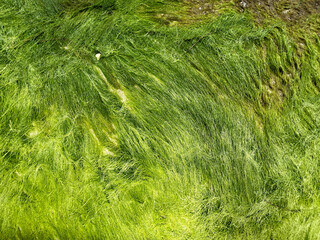 Green algae covered granite boulder on the beach