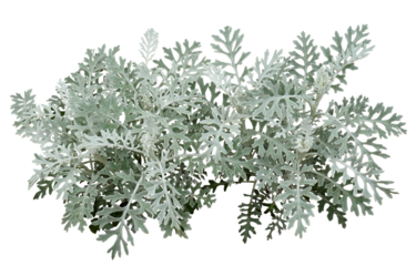 セントーレア　4月撮影