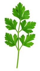 Naklejka premium parsley