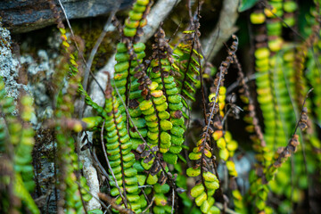 Maidenhair spleenwort, a small plant growing on a rock surface in an extra close-up shot