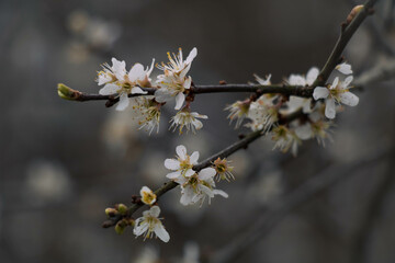 Small white flowers on a dark background, the first spring flowers on the bushes