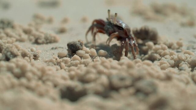 deux crabes sortent ensemble pour manger un bout de sable
