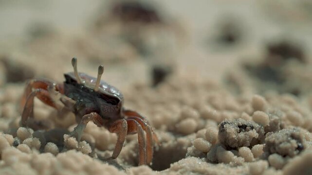 deux crabes sortent ensemble pour manger un bout de sable suite