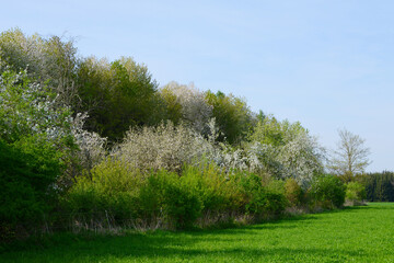 Obstbäume, Streuobst