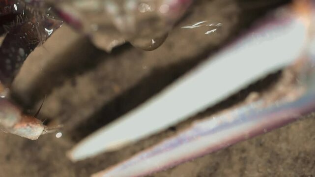 Crabe film&eacute; en macro au ralenti se nourrissant sur le sable des mangroves de Casamance avec pince droite active et petites bulles faciales &ndash; Sony A7SII 90mm GM (4)
