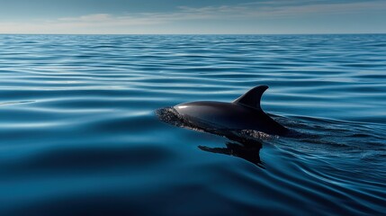 Fototapeta premium A single dolphin floating peacefully in calm sea, distant framing with soft ripples and natural light