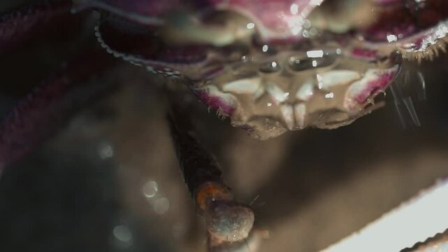 Crabe film&eacute; en macro au ralenti se nourrissant sur le sable des mangroves de Casamance avec pince droite active et petites bulles faciales &ndash; Sony A7SII 90mm GM (2)