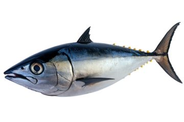 Sleek tuna glistens poised in black void a silver torpedo with yellow fins