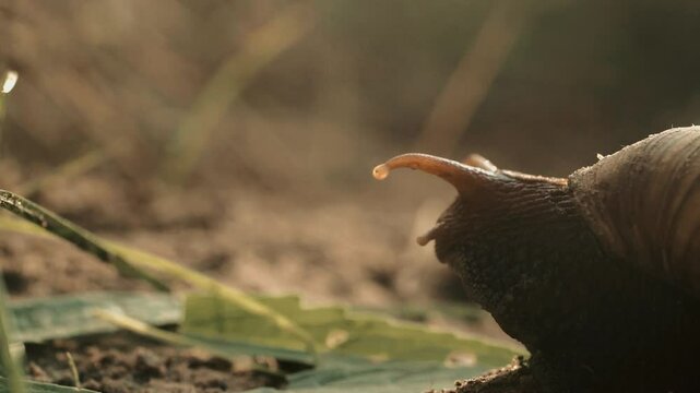 un escargot passe &agrave; son aise en macro