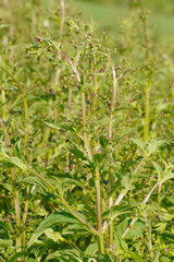 Knotige Braunwurz,  Scrophularia nodosa