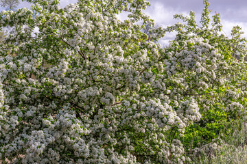 Crataegus monogyna. Hawthorn shrubs with white flowers in spring.