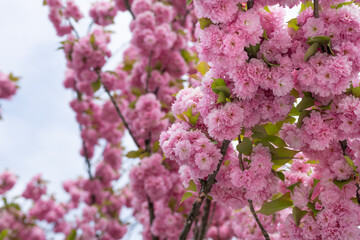 Obraz premium Lush Pink Cherry Blossoms in Bloom