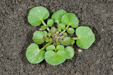 Behaarte Schaumkraut, Cardamine  hirsuta