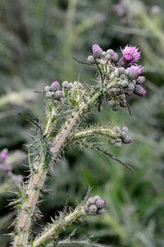 Distel, Sumpf-Kratzdistel,  Cirsium palustre