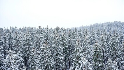 Snow covered evergreens in a dense winter forest