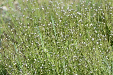 Behaarte Schaumkraut, Cardamine  hirsuta