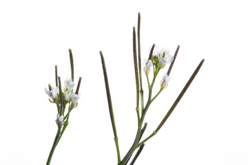 Fototapeta premium Behaarte Schaumkraut, Cardamine hirsuta