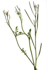 Behaarte Schaumkraut, Cardamine  hirsuta