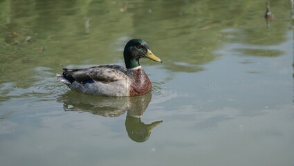 Fototapeta premium Mallard duck on pond