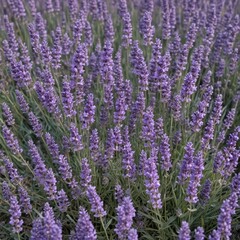 A profuse bouquet of fragrant lavender blooms , violet, relaxation