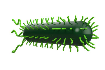 a Green Bacillus Bacterium with Flagella and Pil Microscopic View of a Green Flagellated Bacterial Cell with Pili, Medical or Scientific Illustration Potentially E. coli or Salmonella PNG Transparent 